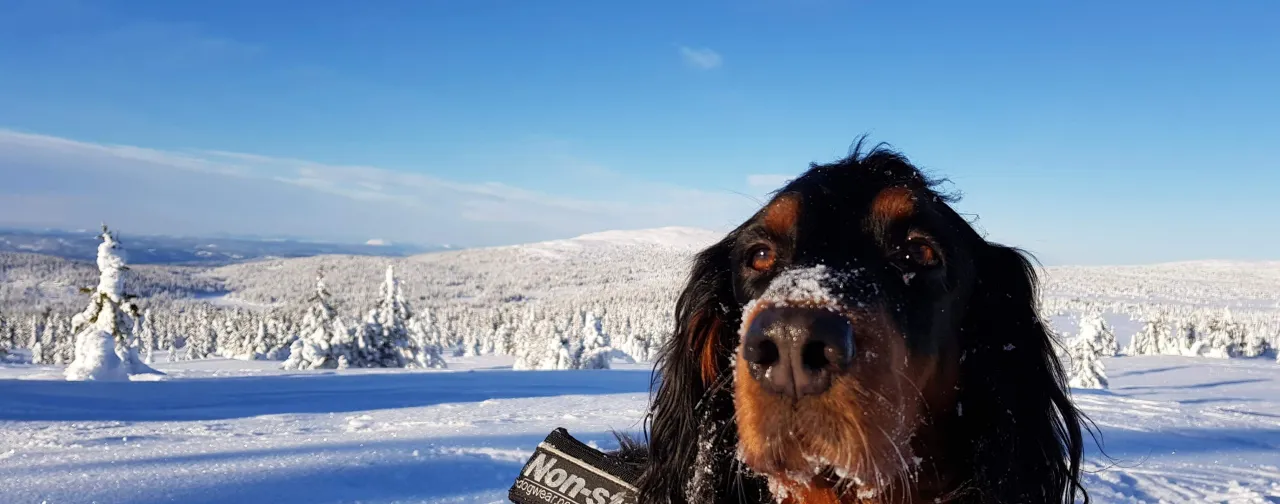 Du kan ta med deg hund når du bor på Lillehammer Fjellstue