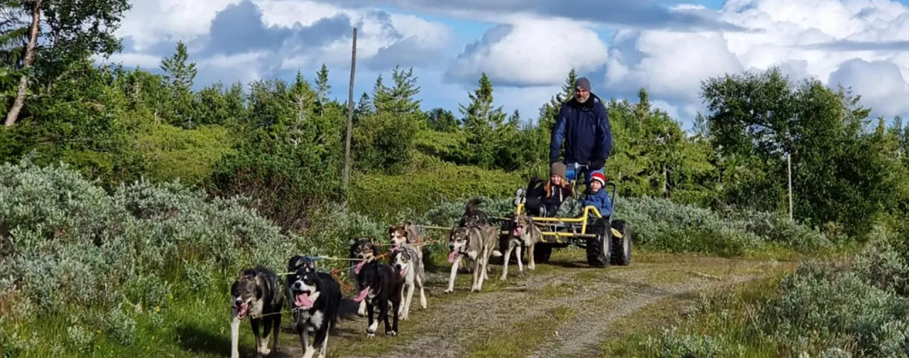 Bildet viser en hundetrolle med hunder på tur fra Sjusjøen Huskytours