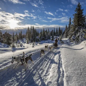 Hundespann med slede i vakker vinertrase