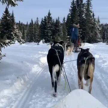 Hundekjøring på Sjusjøen