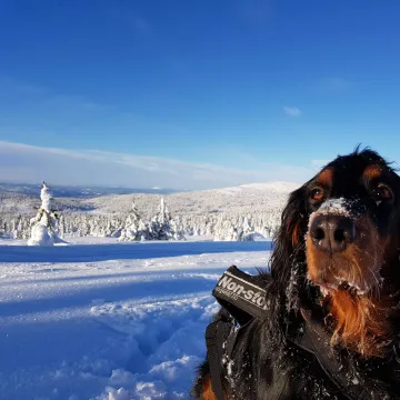 Du kan ta med deg hund når du bor på Lillehammer Fjellstue