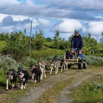 Bildet viser en hundetrolle med hunder på tur fra Sjusjøen Huskytours