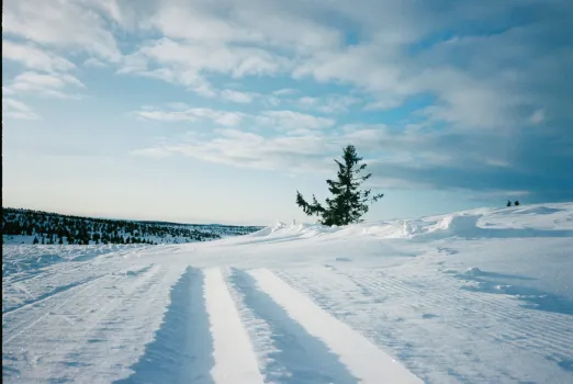 Nydelige skispor på Reina