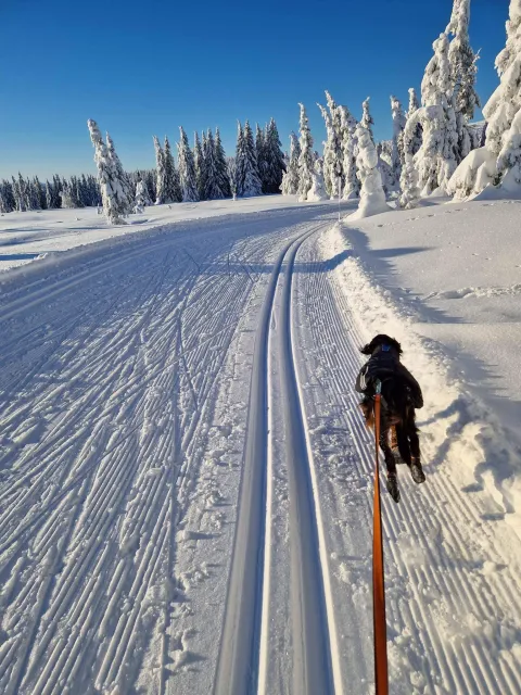 Båndtvang i skiløypene på Nordseter