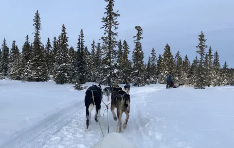 Sjusjøen Husky Tours fir en fin opplevelse med hund og slede