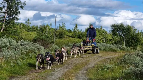 Bildet viser en hundetrolle med hunder på tur fra Sjusjøen Huskytours