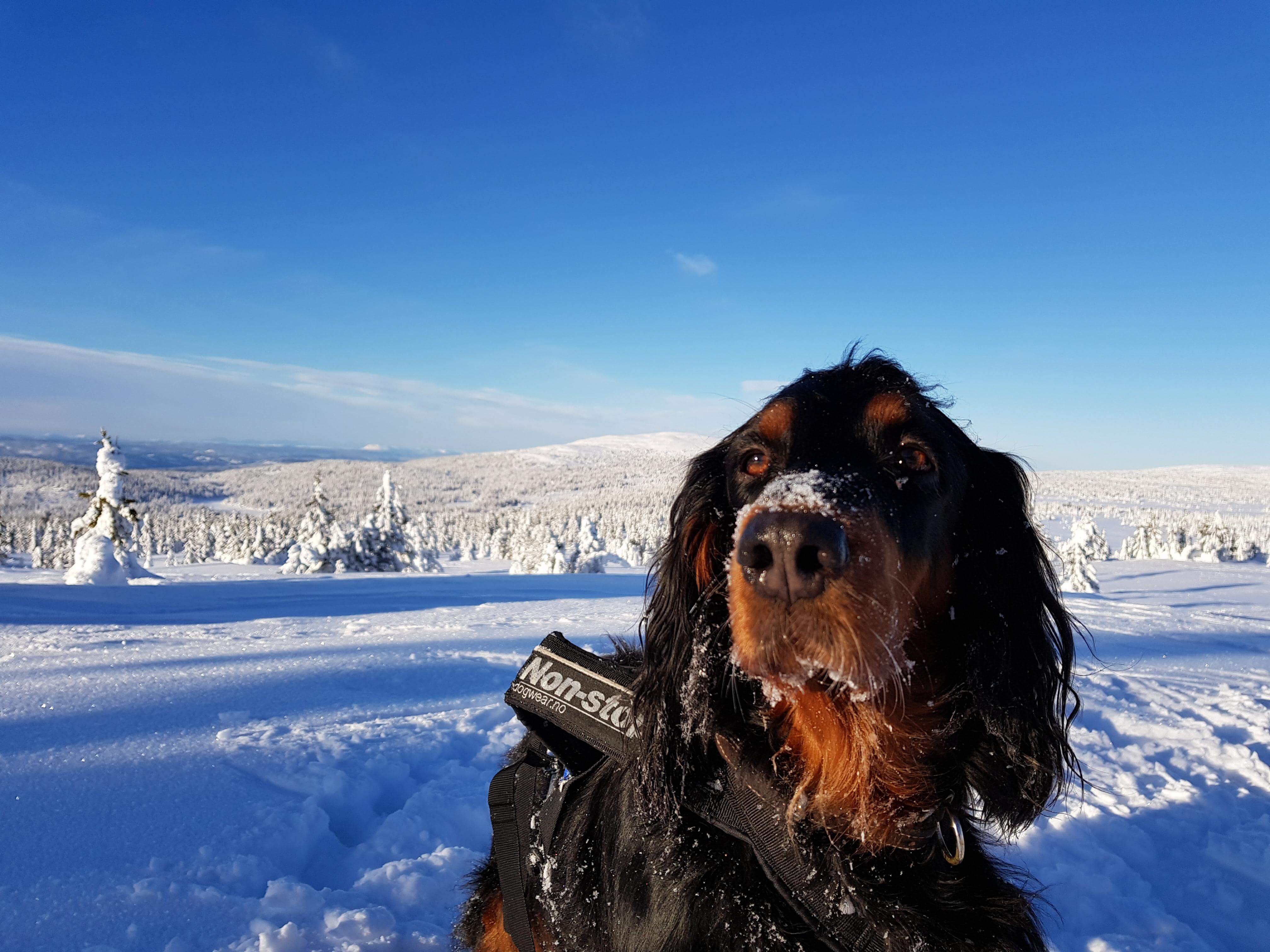 Hunder er velkommen til Lillehammer Fjellstue